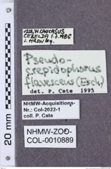 Etikette zu Pseudocrepidophorus flavescens (NHMW-ZOO-COL-0010889)